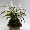 neofinetia falcata Kinkou nishiki 金 広 锦 